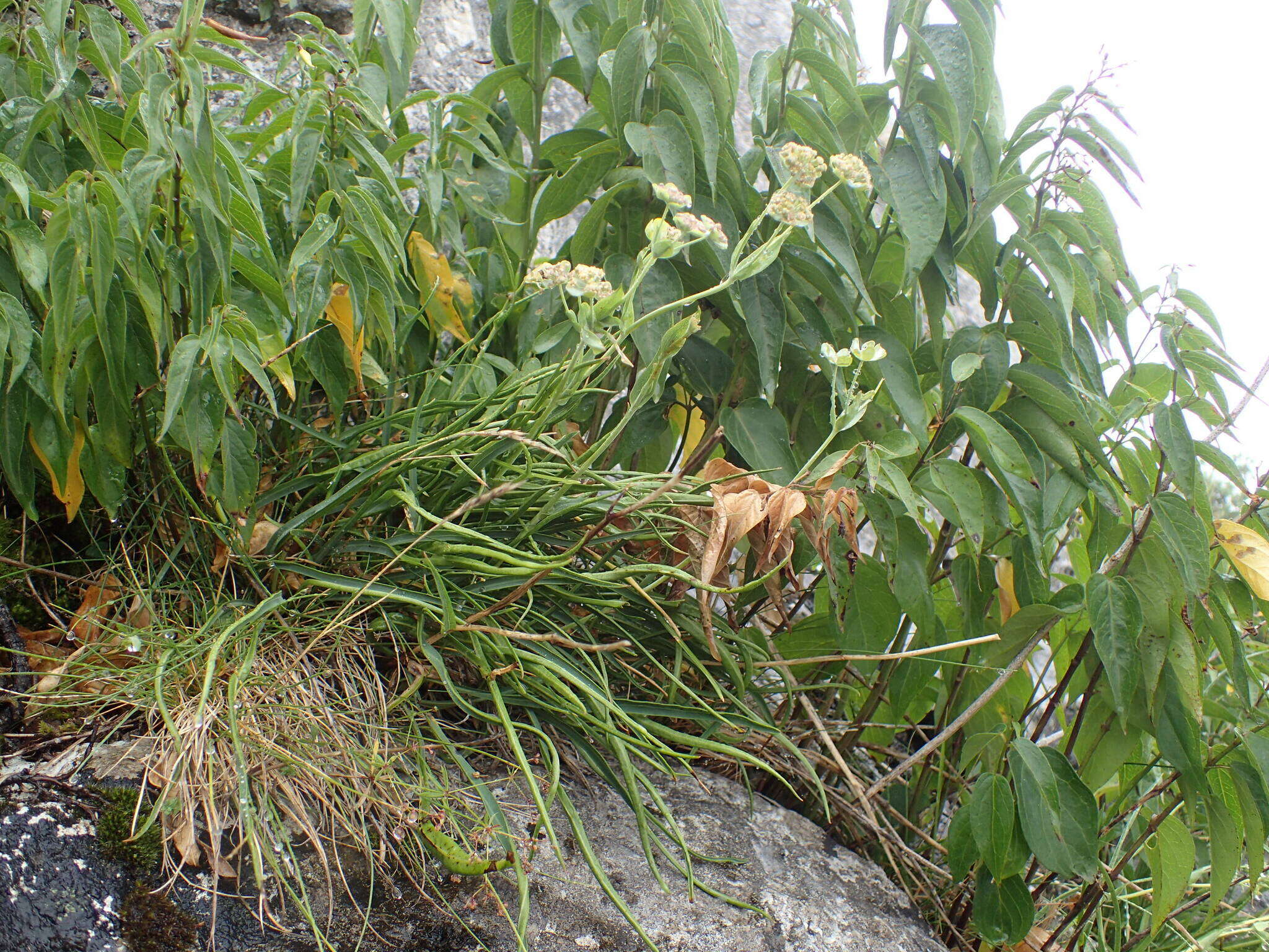 Bupleurum angulosum L. resmi