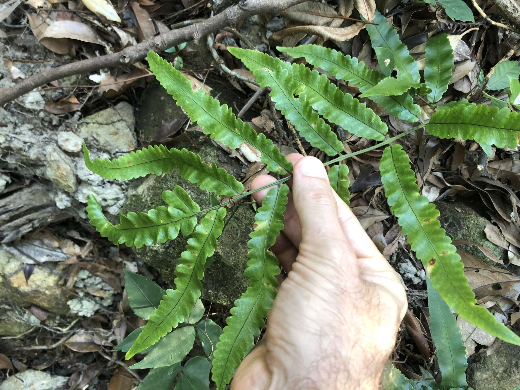 Image of Dryopteris podophylla (Hook.) O. Kuntze