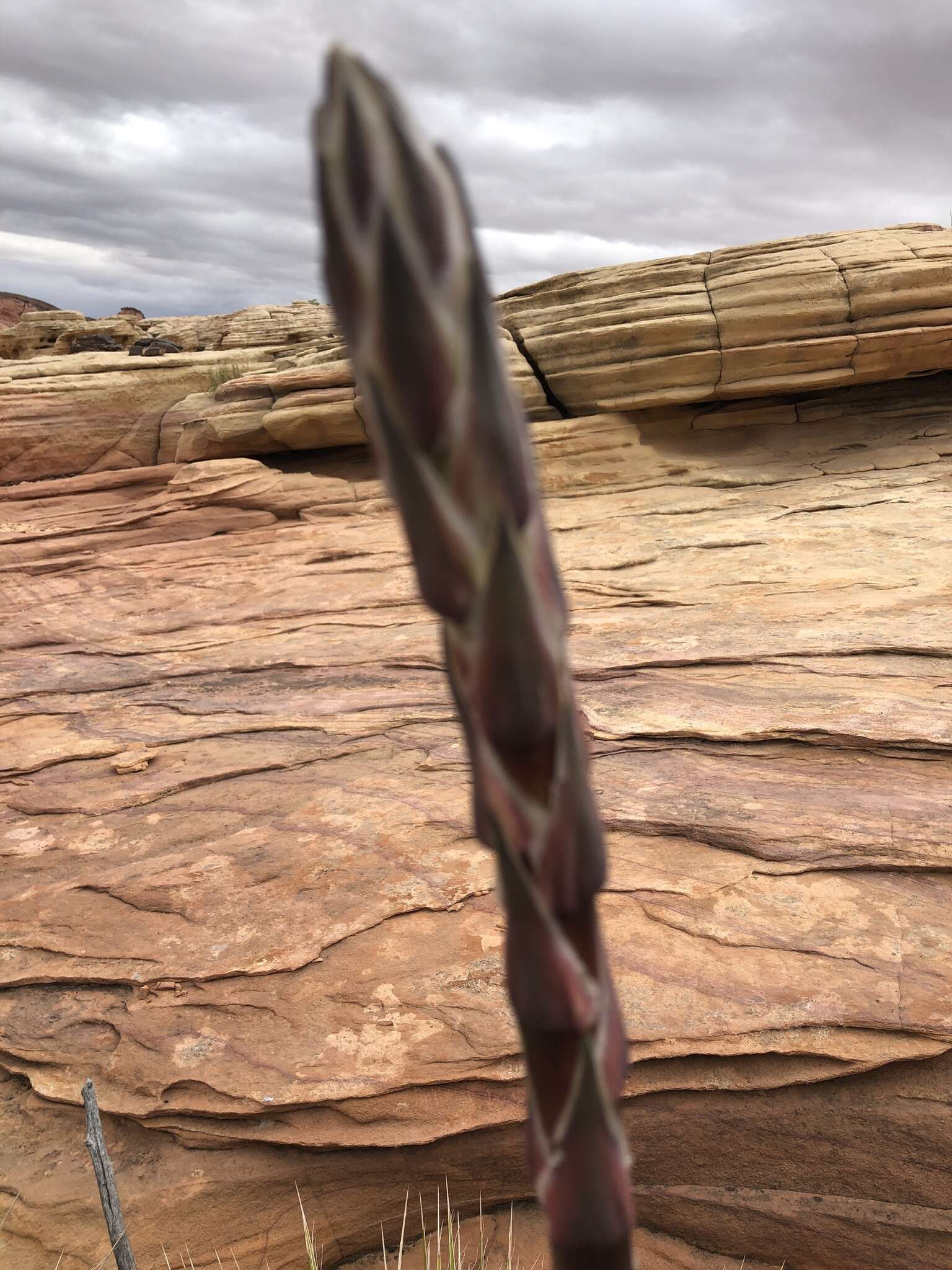 Image of Yucca utahensis McKelvey