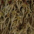Image of Sphagnum fimbriatum var. fimbriatum