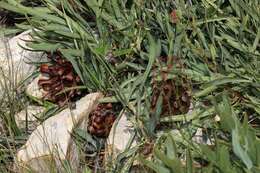 Image of Protea parvula Beard