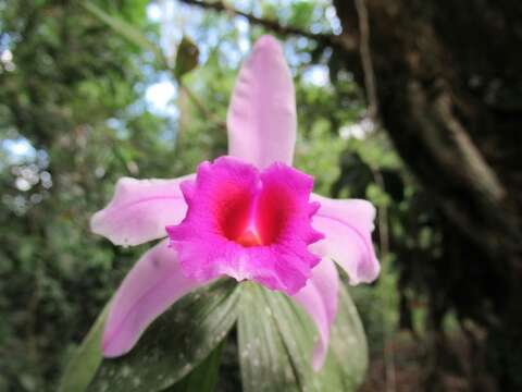 صورة Sobralia decora Bateman