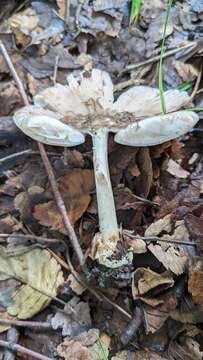 Image of Amanita longistriata S. Imai 1938