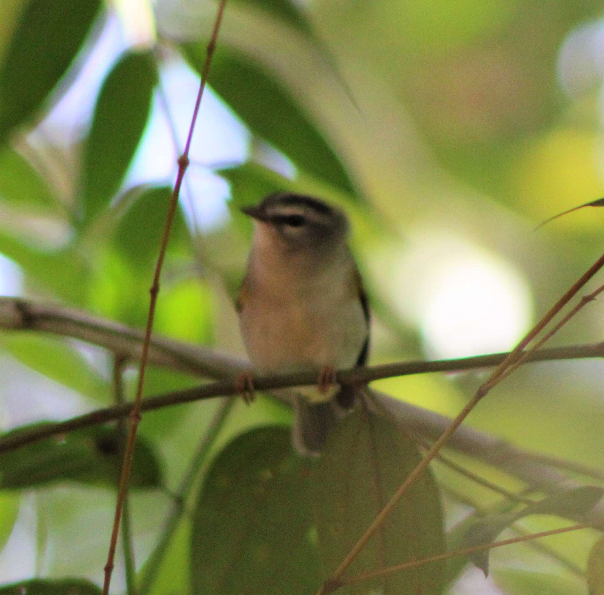 Basileuterus culicivorus hypoleucus Bonaparte 1850 resmi