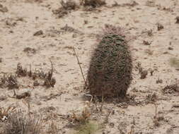 Image of Lloyd's hedgehog cactus