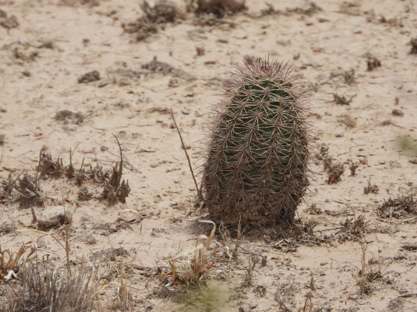 Image de Echinocereus roetteri (Engelm.) Rümpler