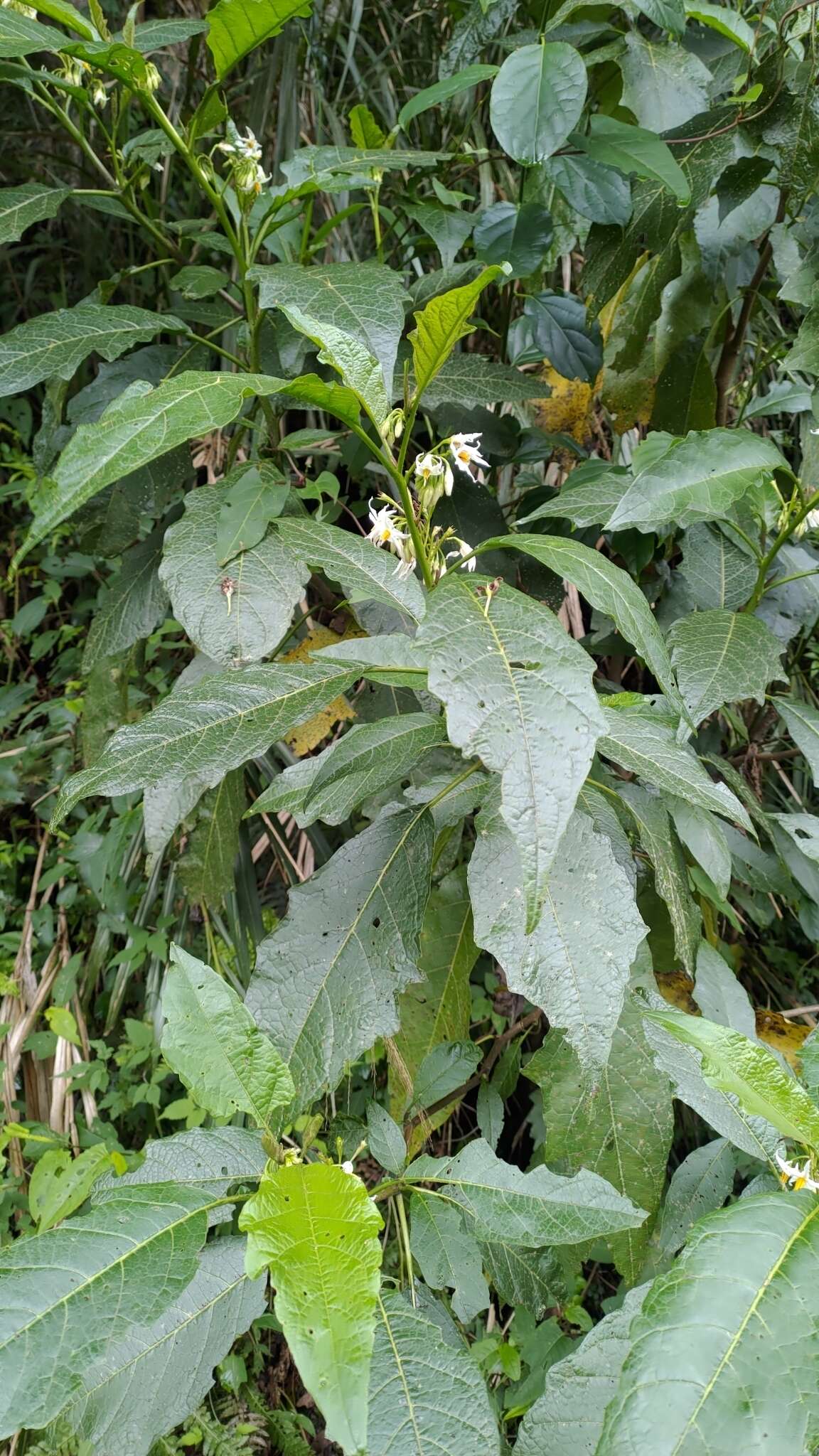 Image of <i>Solanum peikuoensis</i>