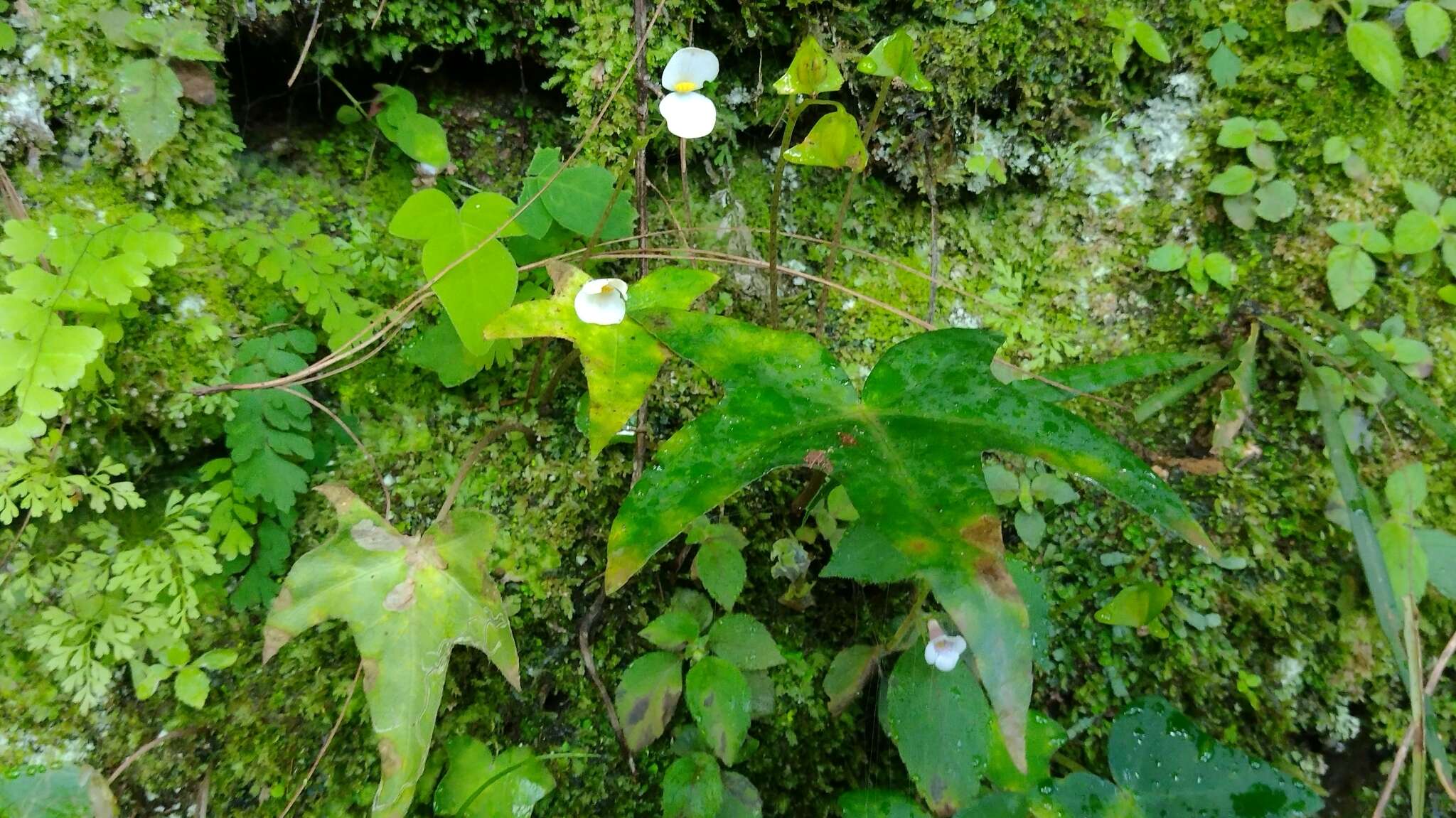 Image of Achimenes candida Lindl.