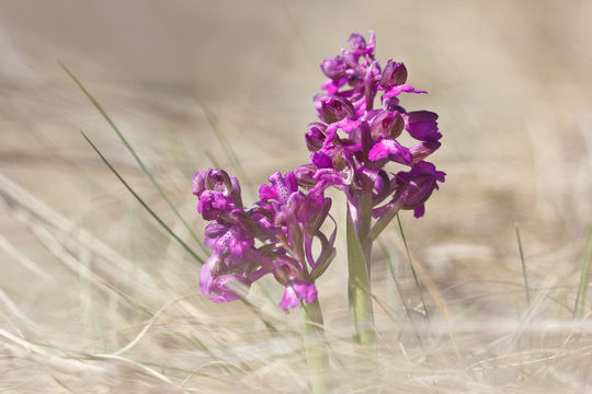 Image of Green-winged Orchid