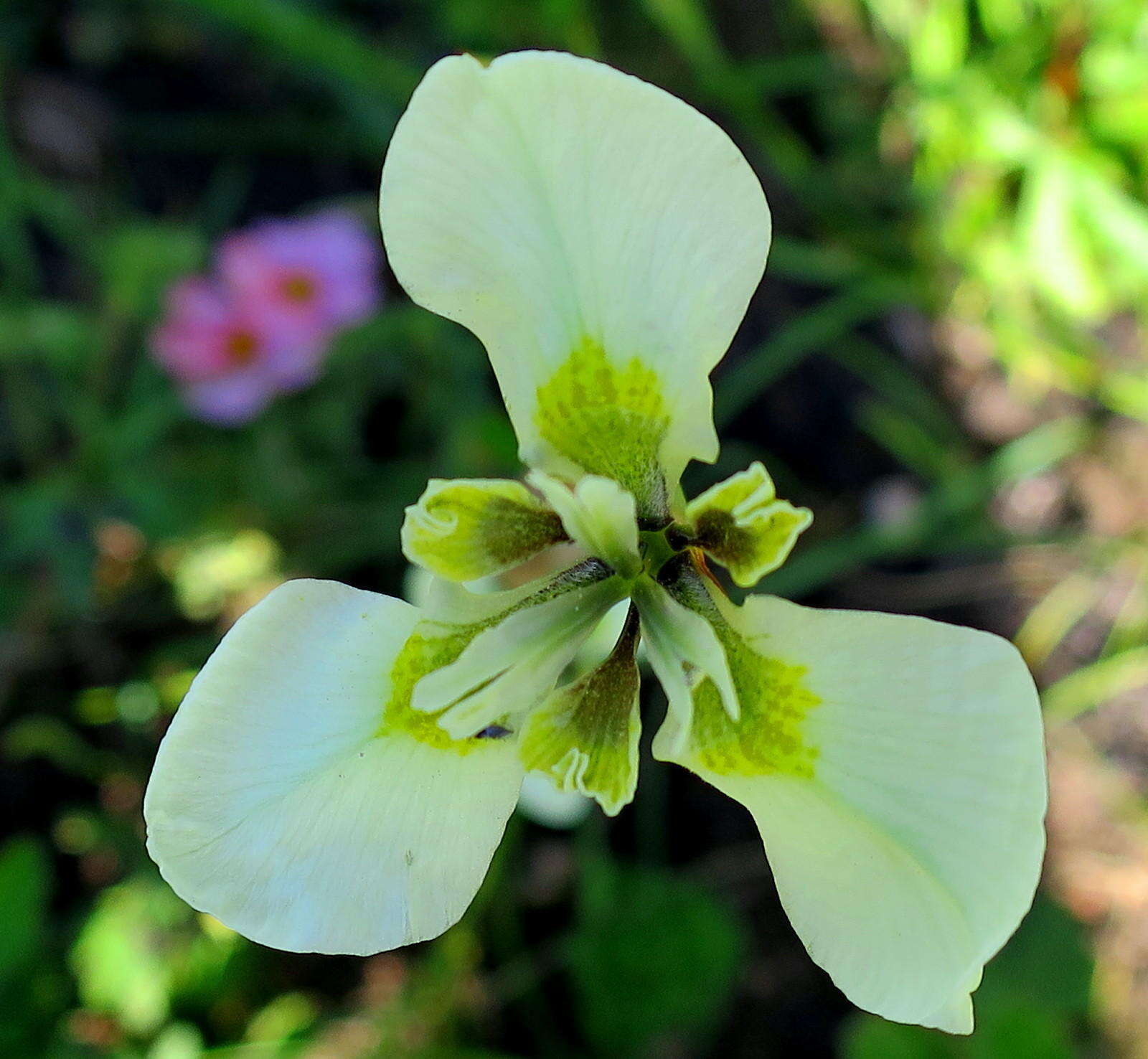 Moraea tricuspidata (L. fil.) G. J. Lewis resmi