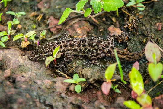 Image of Hemidactylus varadgirii Chaitanya, Agarwal, Lajmi & Khandekar 2019