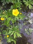 Ranunculus hispidus var. caricetorum (Greene) T. Duncan的圖片