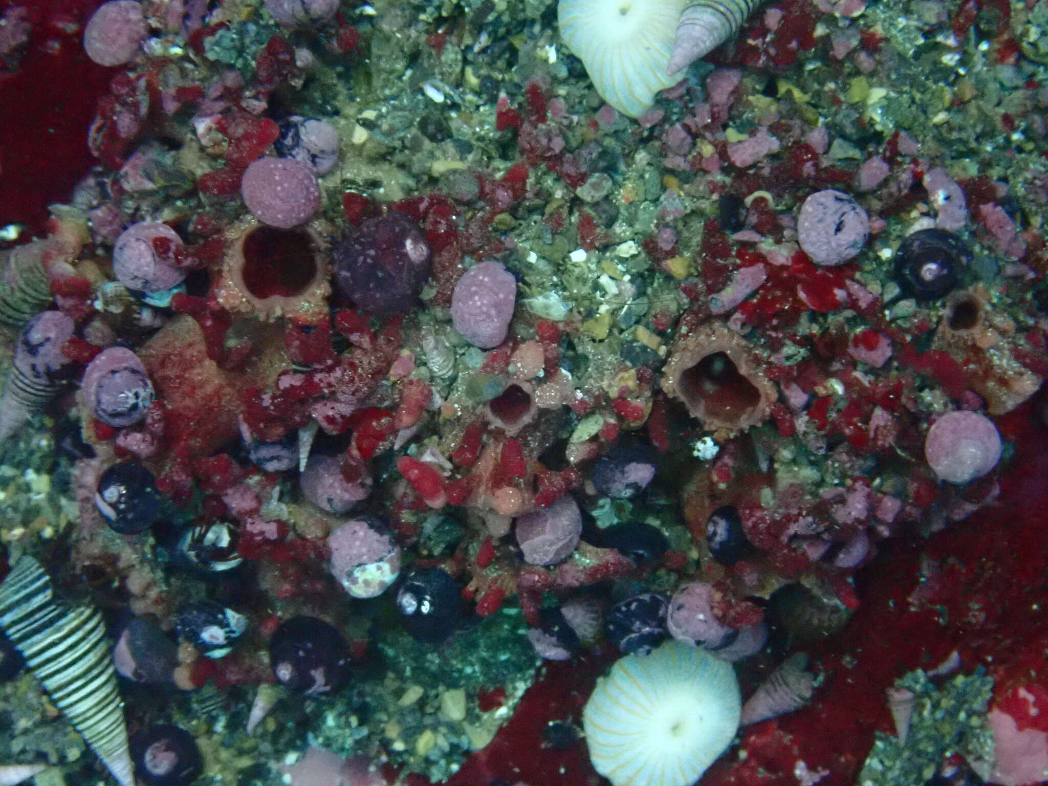 Image of red sea squirt