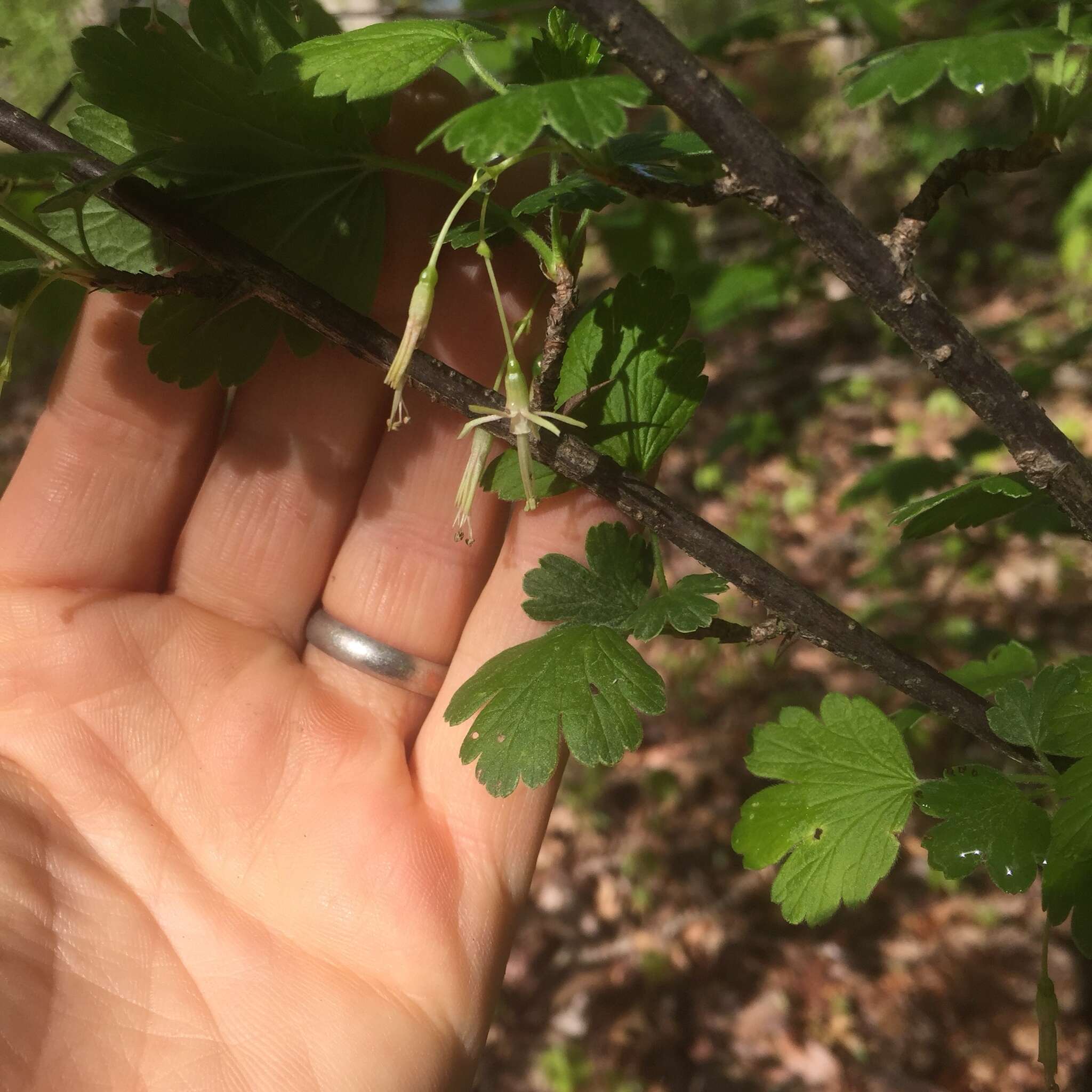 Image of Missouri gooseberry