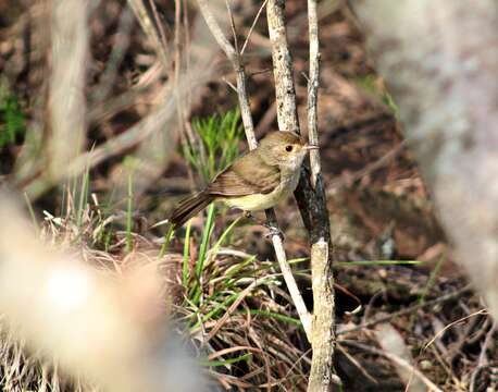 Image of Tawny-crowned Pygmy Tyrant