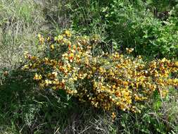 Image of Scotch broom