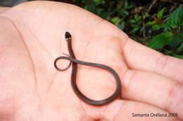 Image of Kinkelin Graceful Brown Snake