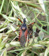 صورة Rhynocoris iracundus (Poda 1761)