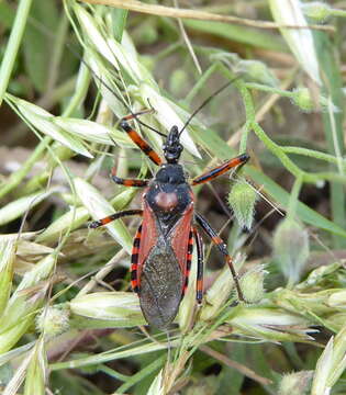 Image of Rhynocoris iracundus (Poda 1761)