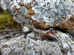 Podismopsis poppiusi (Miram 1907)的圖片