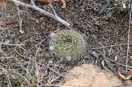 Image of Echinopsis cinnabarina (Hook.) Labour.