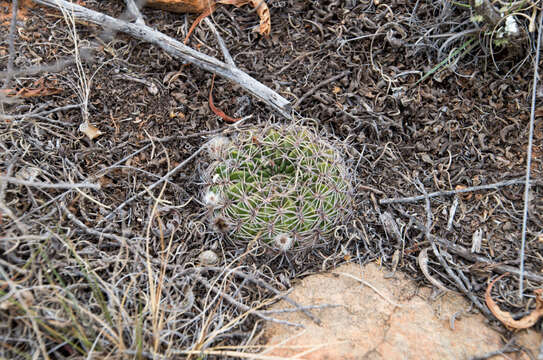 Image of Echinopsis cinnabarina (Hook.) Labour.