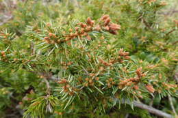 Juniperus rigida subsp. conferta (Parl.) Kitam. resmi