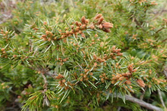 Juniperus rigida subsp. conferta (Parl.) Kitam. resmi