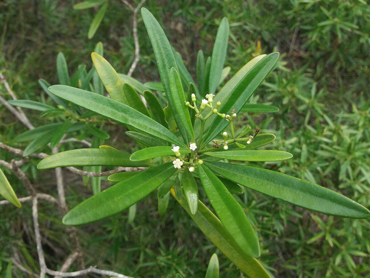 Image of Rauvolfia semperflorens Schltr.