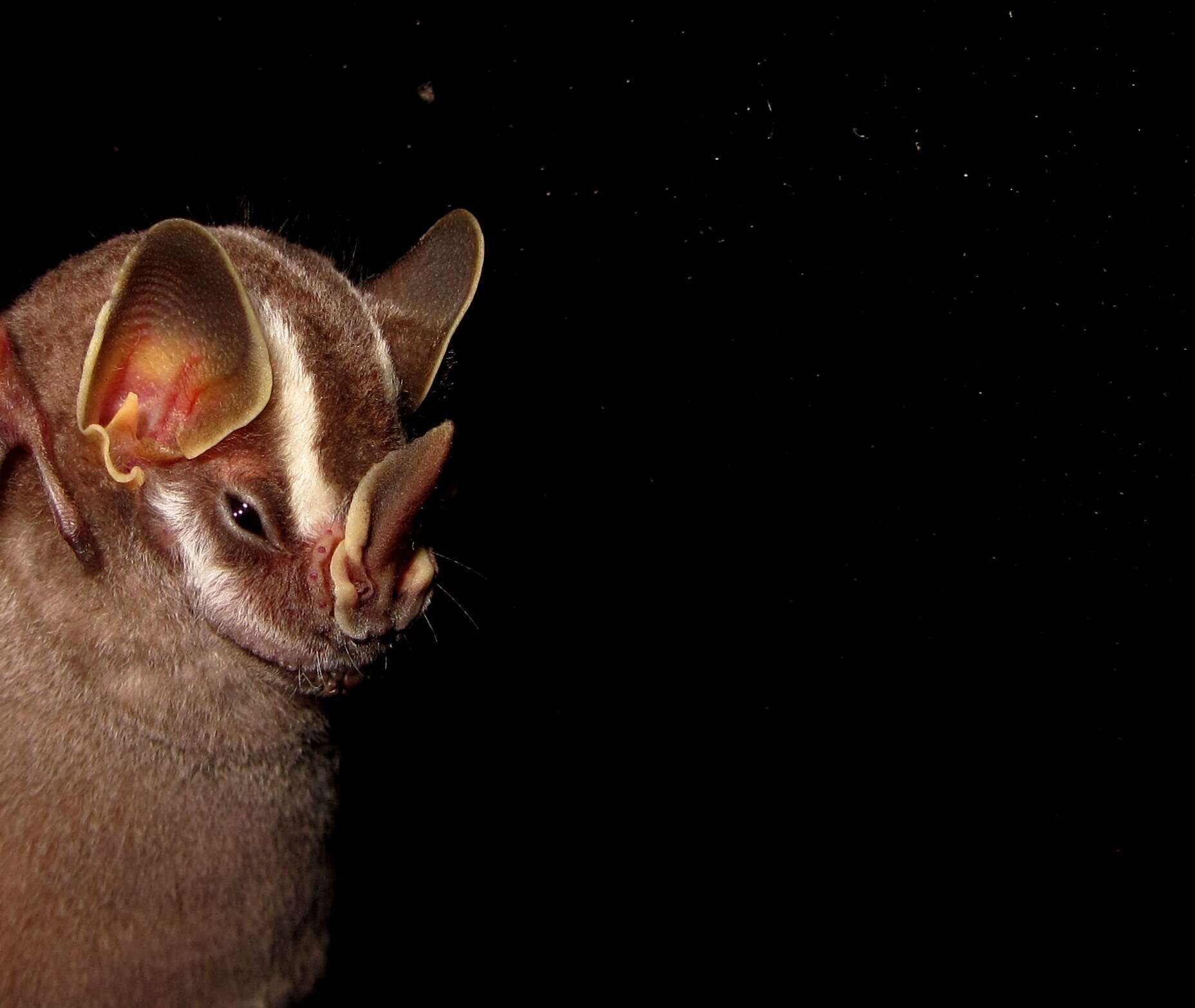 Слика од Vampyriscus bidens (Dobson 1878)