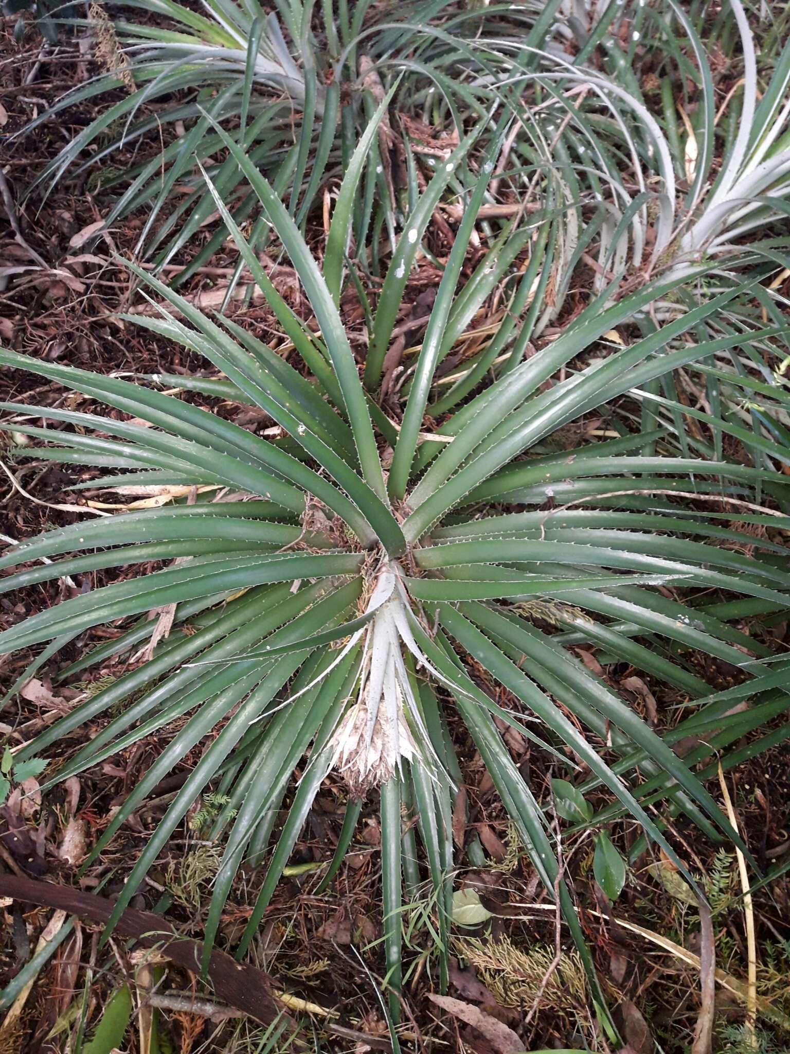 Image of Ochagavia carnea (Beer) L. B. Sm. & Looser