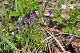 Image of tufted milkwort