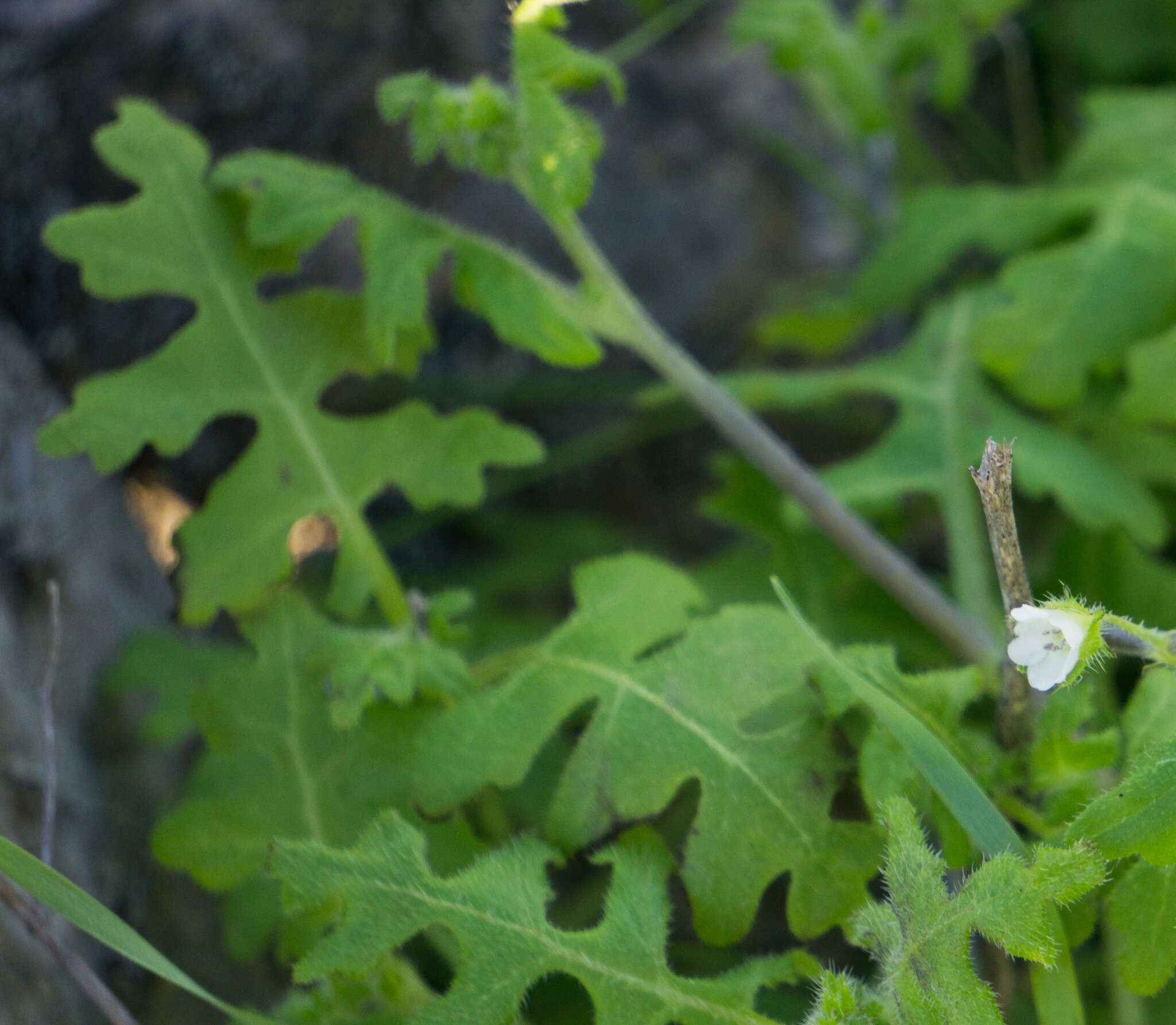 Image of racemed fiestaflower