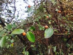 Celtis iguanaea (Jacq.) Sarg. resmi