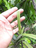 Image of Cottonia peduncularis (Lindl.) Rchb. fil.