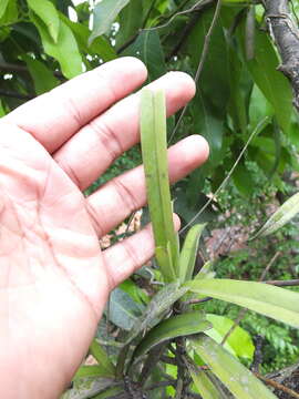 Cottonia peduncularis (Lindl.) Rchb. fil.的圖片