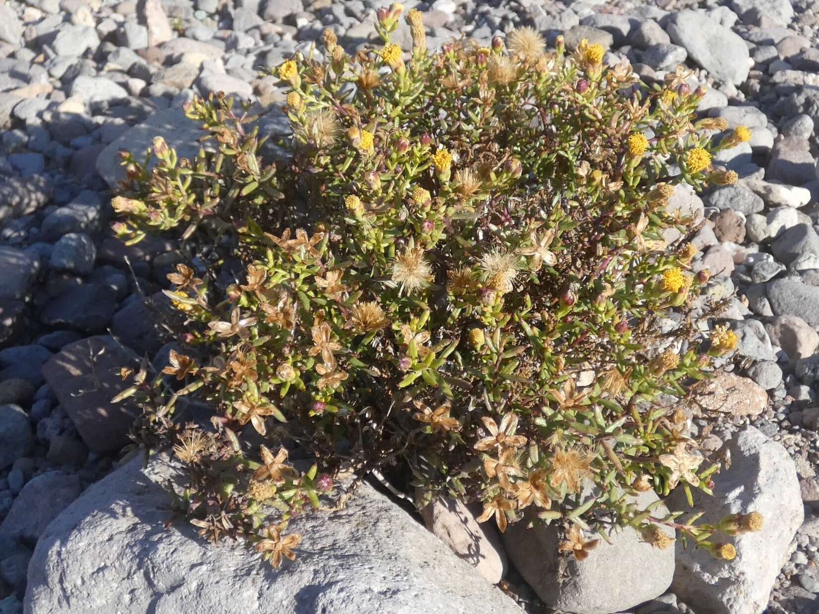 Image of Bajacalia crassifolia (S. Wats.) Loockerman, B. L. Turner & R. K. Jansen