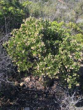 Image of Otay manzanita