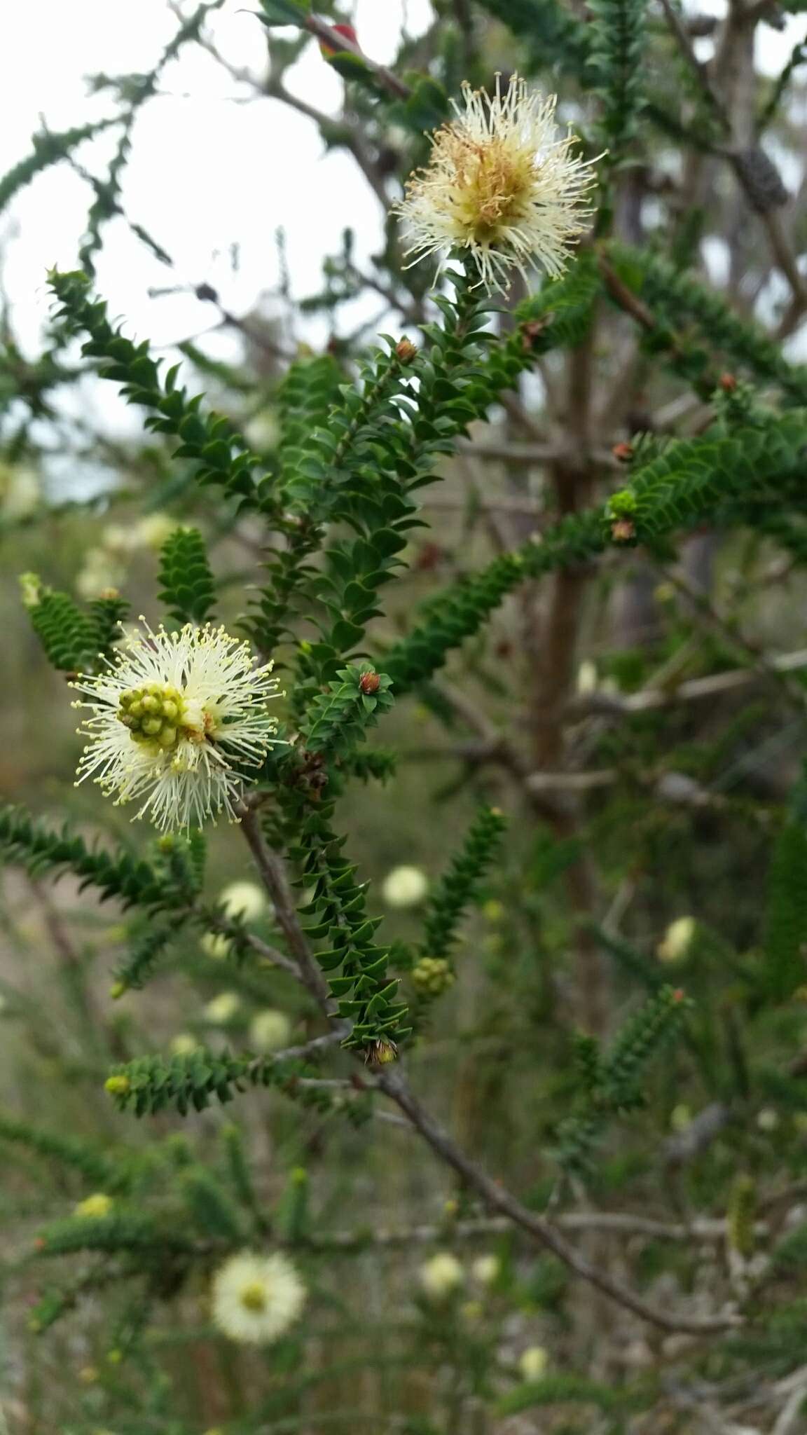 Imagem de Melaleuca densa R. Br.