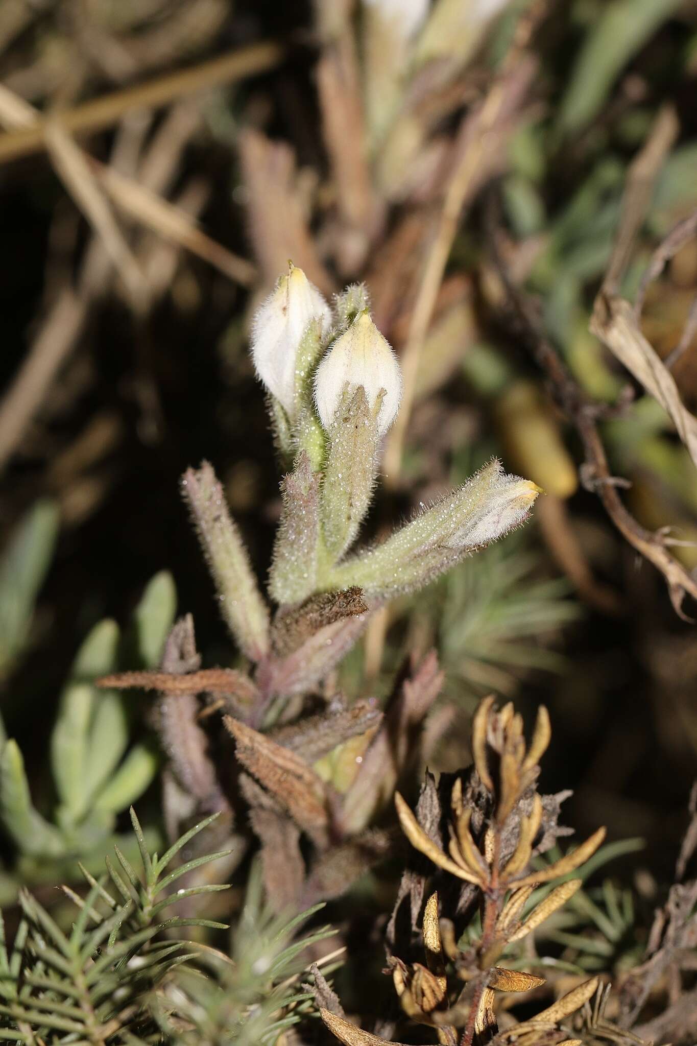 Image of saltmarsh bird's-beak