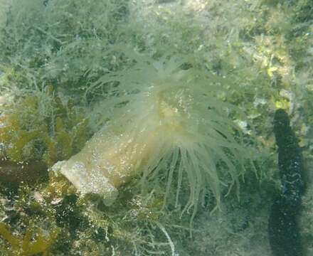 Image of Jellyfish-eating anemone