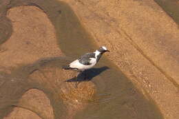 Image of Blacksmith Lapwing