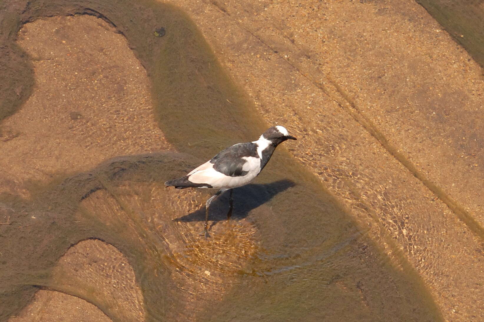 Image of Blacksmith Lapwing