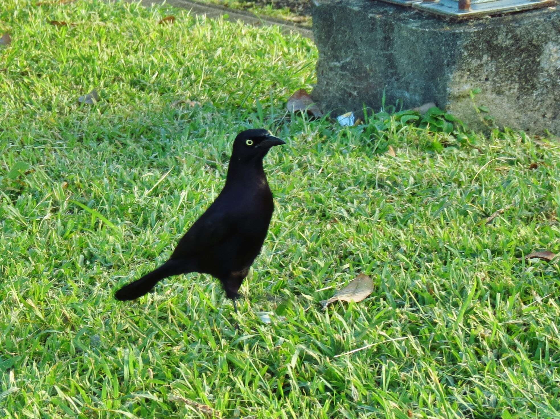 Image of Carib Grackle