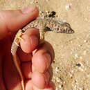 Image de Acanthodactylus hardyi Haas 1957