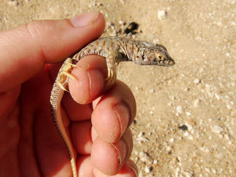 Plancia ëd Acanthodactylus hardyi Haas 1957