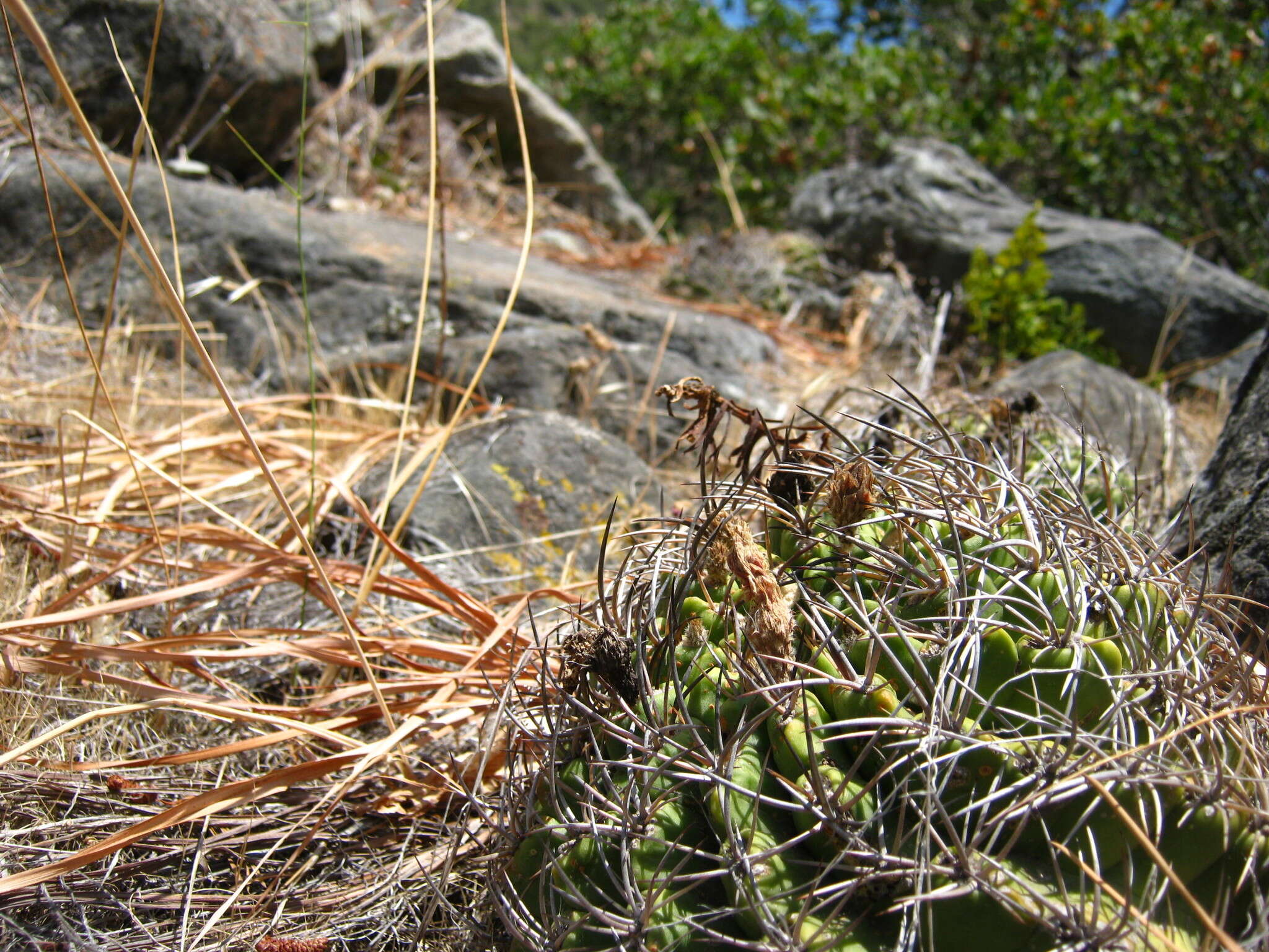 Image of Eriosyce curvispina (Bertero ex Colla) Katt.