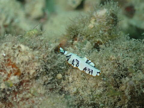 Image of Brilliant Flatworm