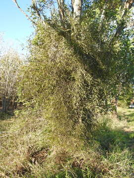 Image of Northern mistletoe