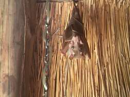 Image of Peters's Epauletted Fruit Bat